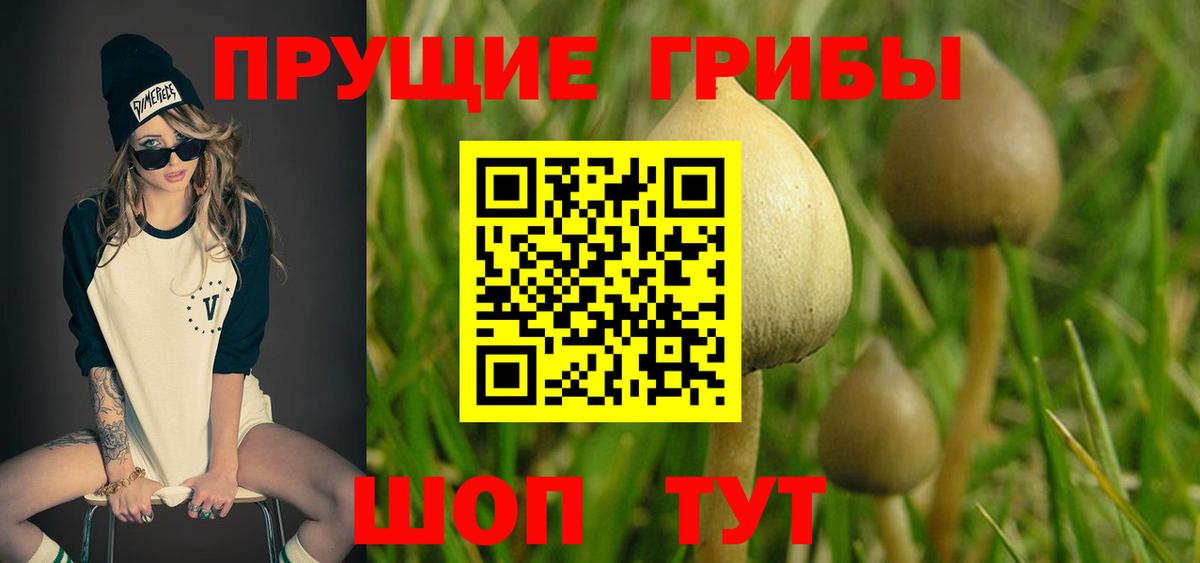 купить наркотик  Псилоцибиновые грибы Psilocybine cubensis  Вход с VPN  Ачхой-Мартан 